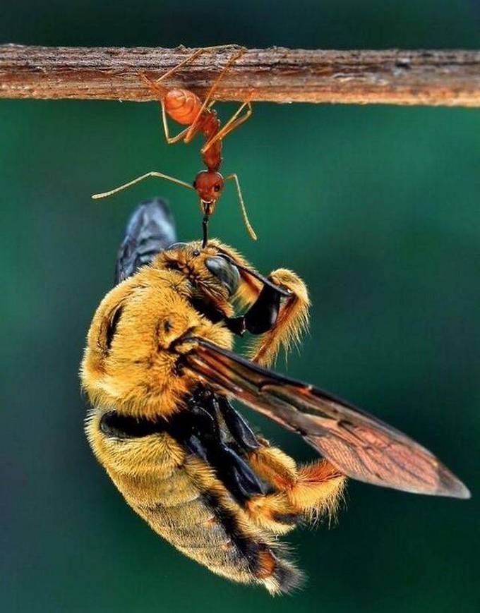 Bons exemplos quando uma imagem diz mais que mil palavras (30 fotos) 21