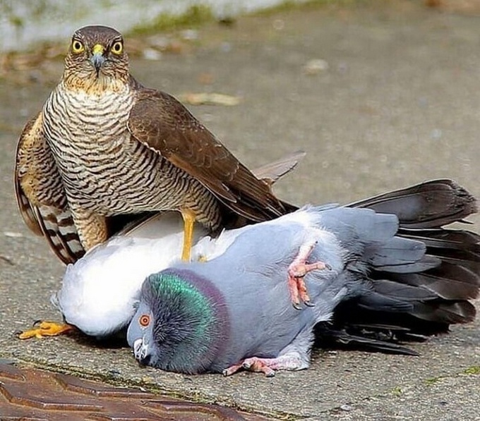 21 fotos anti-stress para você olhar antes de um dia difícil 5