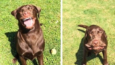 21 fotos anti-stress para você olhar antes de um dia difícil 20