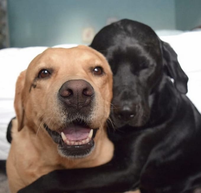 26 fotos que comprovam que dois animais de estimação são melhores do que um 2 26 fotos que comprovam que dois animais de estimação são melhores do que um