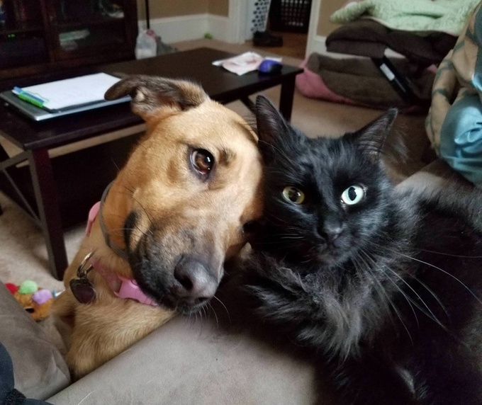 26 fotos que comprovam que dois animais de estimação são melhores do que um 5 26 fotos que comprovam que dois animais de estimação são melhores do que um 3