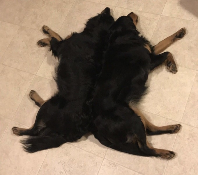 26 fotos que comprovam que dois animais de estimação são melhores do que um 7 26 fotos que comprovam que dois animais de estimação são melhores do que um 5