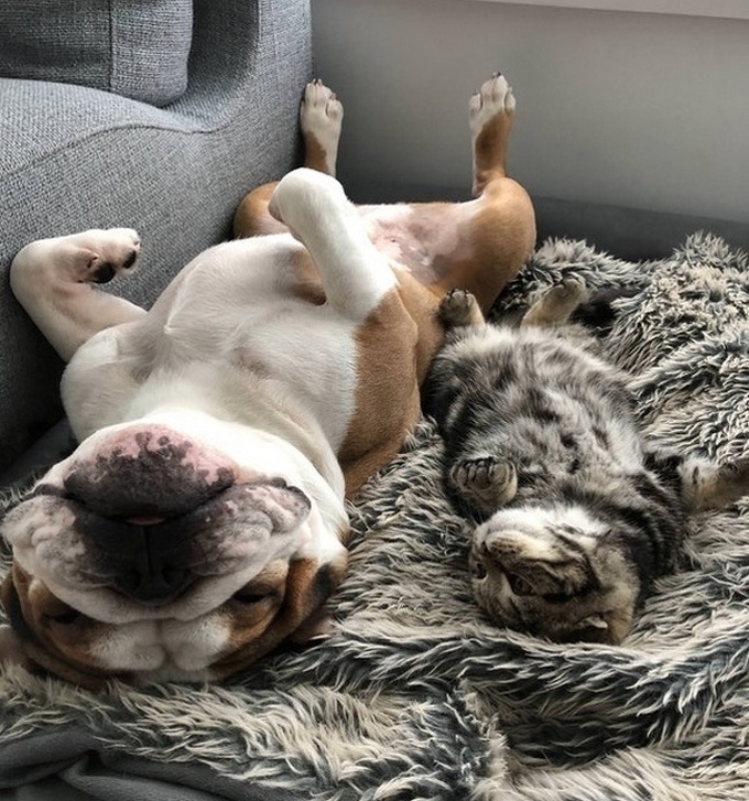 26 fotos que comprovam que dois animais de estimação são melhores do que um 8 26 fotos que comprovam que dois animais de estimação são melhores do que um 6