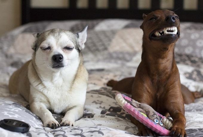26 fotos que comprovam que dois animais de estimação são melhores do que um 9 26 fotos que comprovam que dois animais de estimação são melhores do que um 7