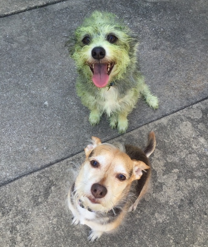 26 fotos que comprovam que dois animais de estimação são melhores do que um 10 26 fotos que comprovam que dois animais de estimação são melhores do que um 8