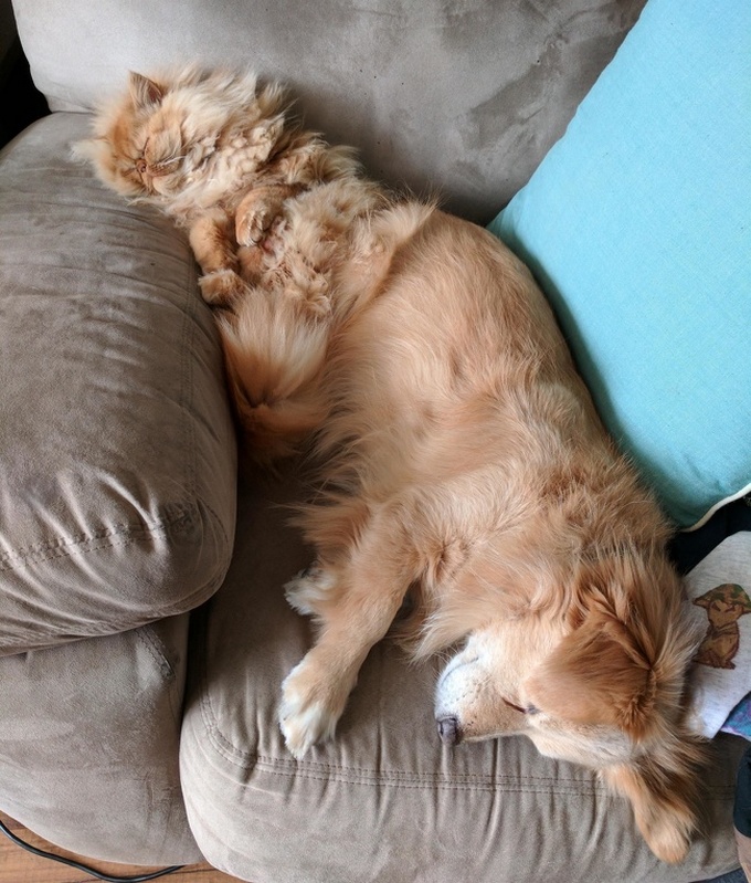 26 fotos que comprovam que dois animais de estimação são melhores do que um 11 26 fotos que comprovam que dois animais de estimação são melhores do que um 9