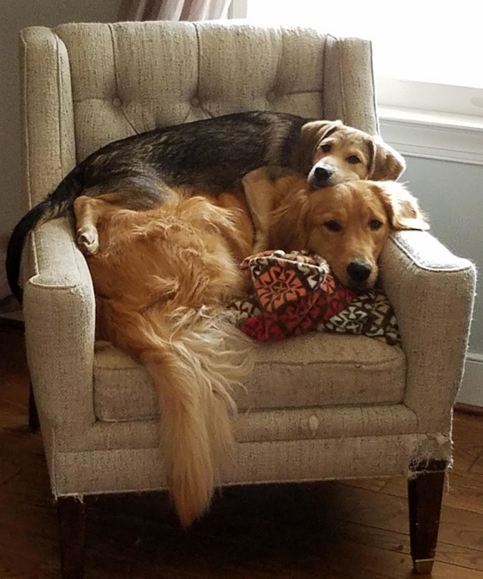 26 fotos que comprovam que dois animais de estimação são melhores do que um 12 26 fotos que comprovam que dois animais de estimação são melhores do que um 10
