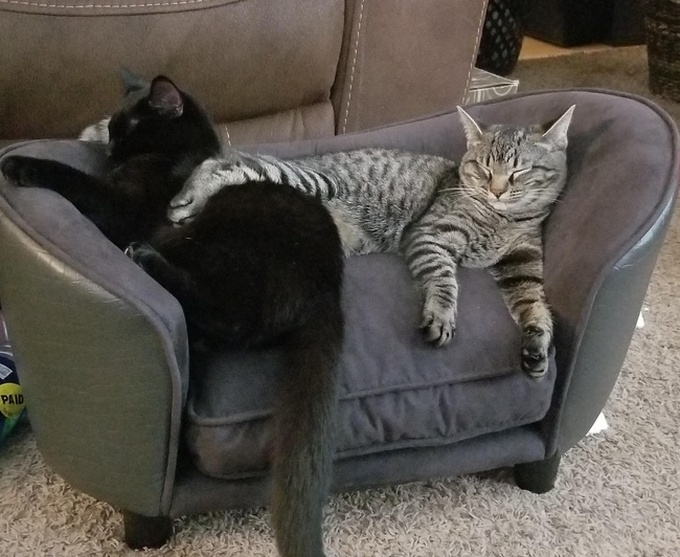 26 fotos que comprovam que dois animais de estimação são melhores do que um 13 26 fotos que comprovam que dois animais de estimação são melhores do que um 11