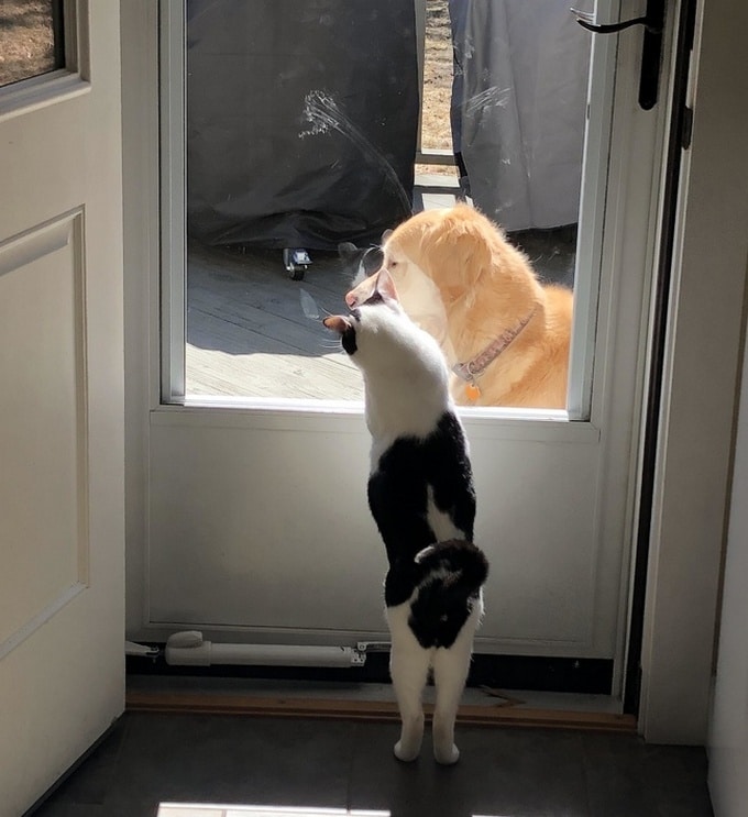 26 fotos que comprovam que dois animais de estimação são melhores do que um 14 26 fotos que comprovam que dois animais de estimação são melhores do que um 12