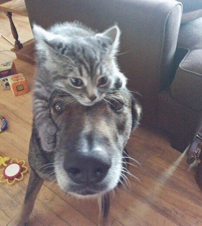 26 fotos que comprovam que dois animais de estimação são melhores do que um 15 26 fotos que comprovam que dois animais de estimação são melhores do que um 13