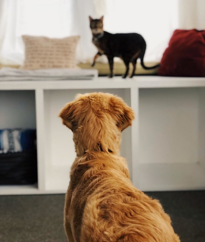 26 fotos que comprovam que dois animais de estimação são melhores do que um 16 26 fotos que comprovam que dois animais de estimação são melhores do que um 14
