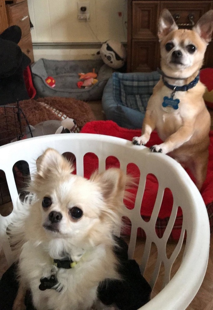 26 fotos que comprovam que dois animais de estimação são melhores do que um 17 26 fotos que comprovam que dois animais de estimação são melhores do que um 15
