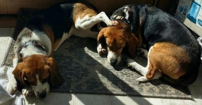 26 fotos que comprovam que dois animais de estimação são melhores do que um 21 26 fotos que comprovam que dois animais de estimação são melhores do que um 19