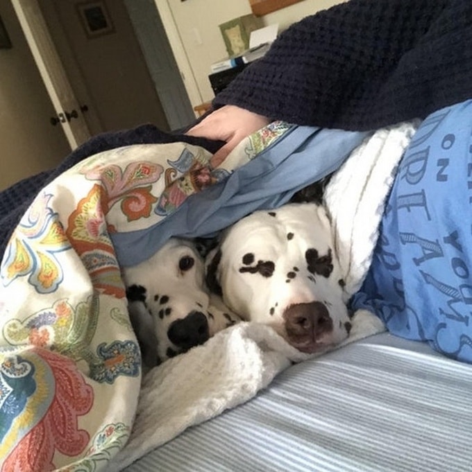 26 fotos que comprovam que dois animais de estimação são melhores do que um 22 26 fotos que comprovam que dois animais de estimação são melhores do que um 20