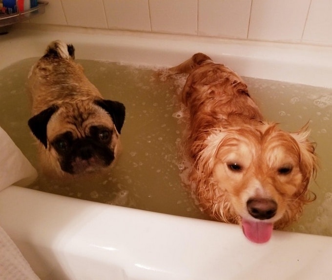 26 fotos que comprovam que dois animais de estimação são melhores do que um 23 26 fotos que comprovam que dois animais de estimação são melhores do que um 21