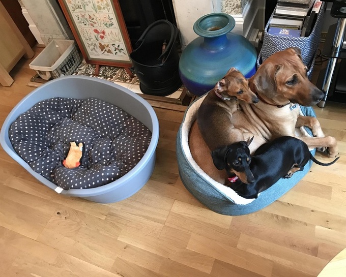 26 fotos que comprovam que dois animais de estimação são melhores do que um 24 26 fotos que comprovam que dois animais de estimação são melhores do que um 22