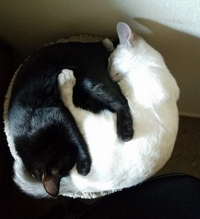 26 fotos que comprovam que dois animais de estimação são melhores do que um 25 26 fotos que comprovam que dois animais de estimação são melhores do que um 23