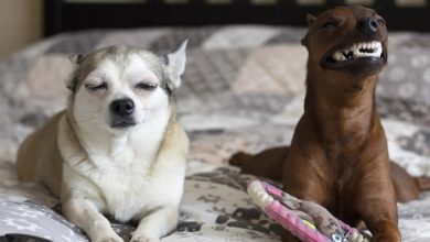 26 fotos que comprovam que dois animais de estimação são melhores do que um 6