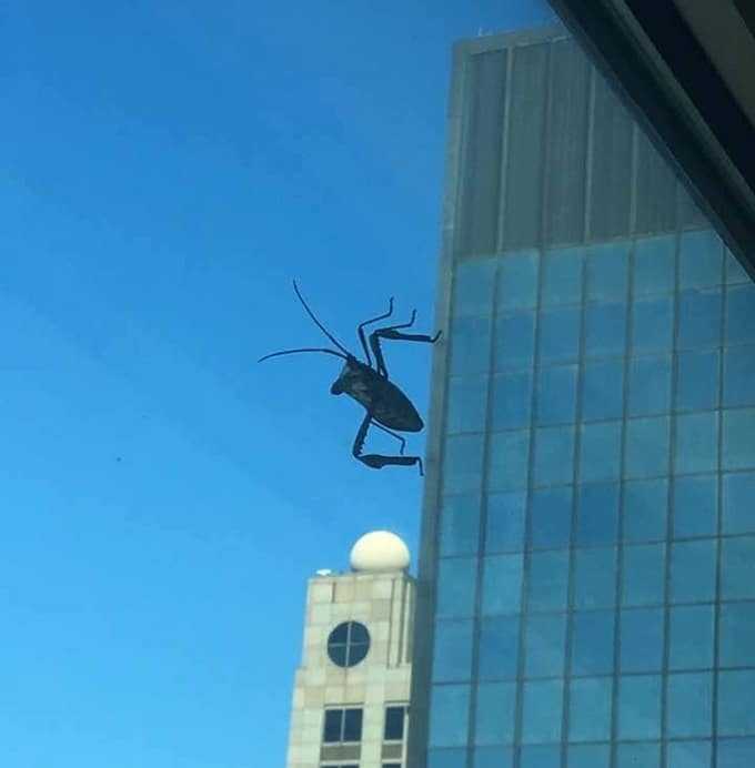 20 fotos que nos fazem esfregar nossos olhos para dar uma segunda olhada 5