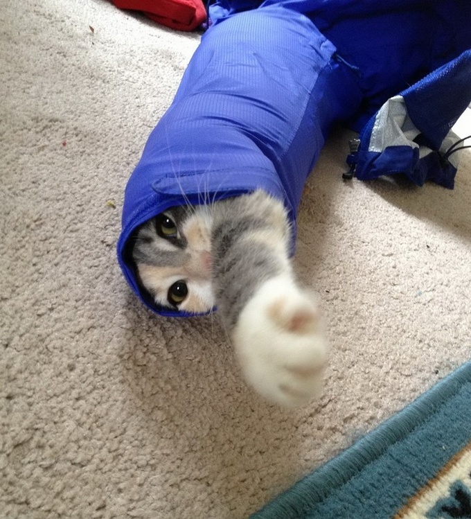 24 fotos legais com animais que parece pessoas com casacos de peles 2