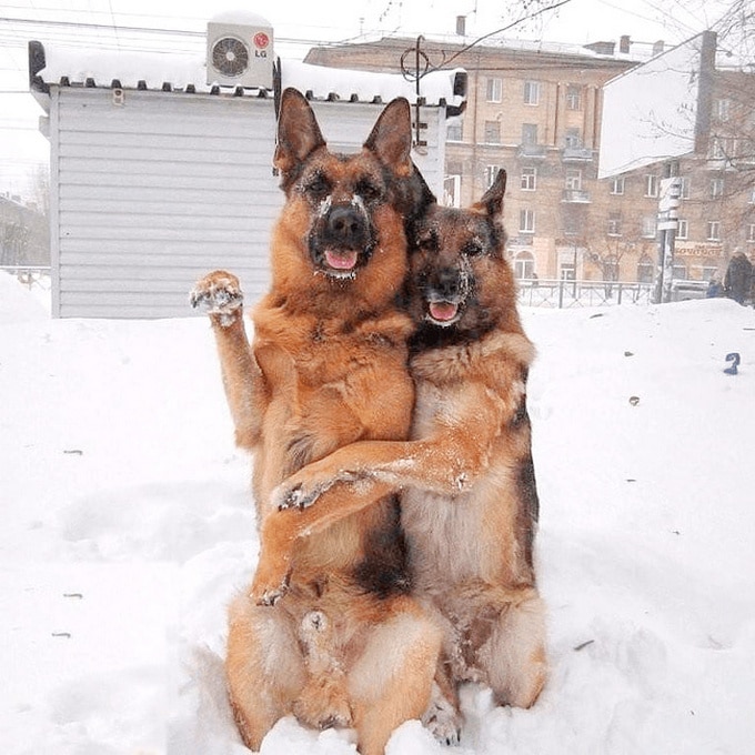 24 fotos legais com animais que parece pessoas com casacos de peles 3