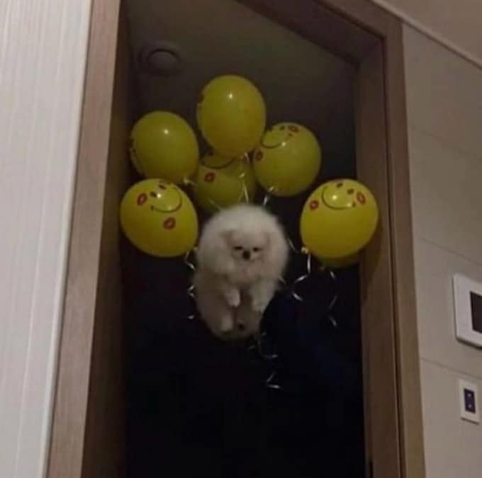 24 fotos legais com animais que parece pessoas com casacos de peles 6