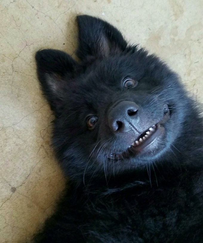 24 fotos legais com animais que parece pessoas com casacos de peles 7