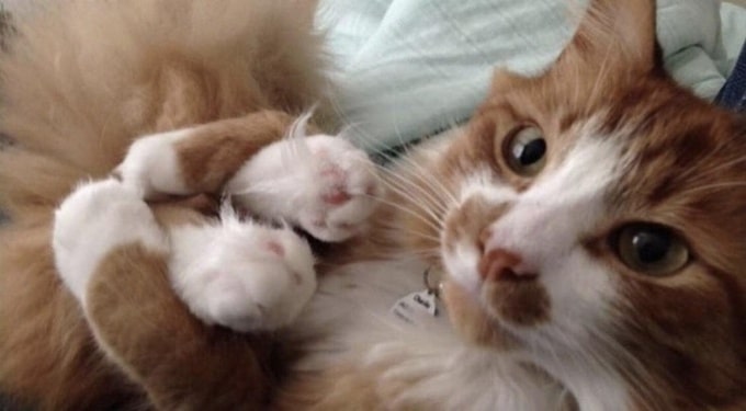 24 fotos legais com animais que parece pessoas com casacos de peles 9