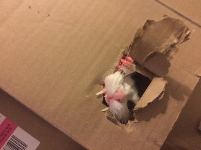 24 fotos legais com animais que parece pessoas com casacos de peles 10