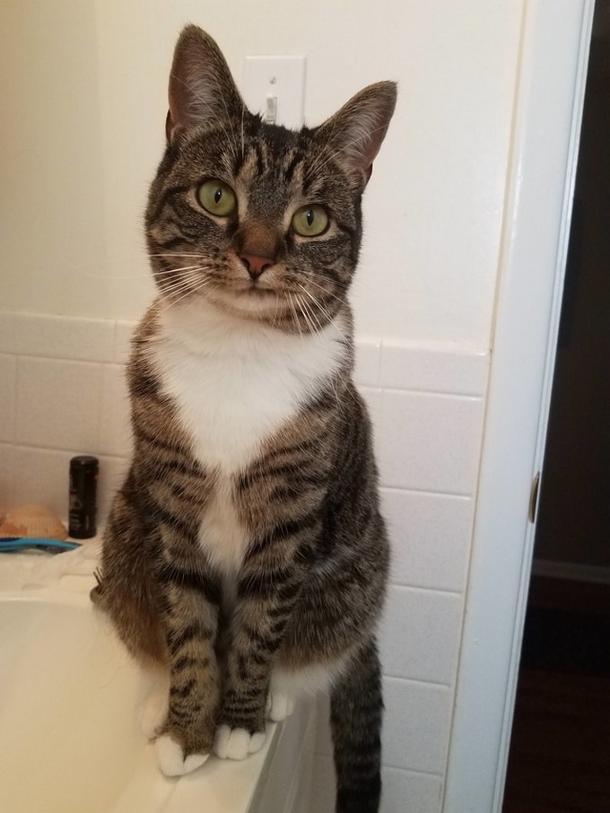 24 fotos legais com animais que parece pessoas com casacos de peles 12