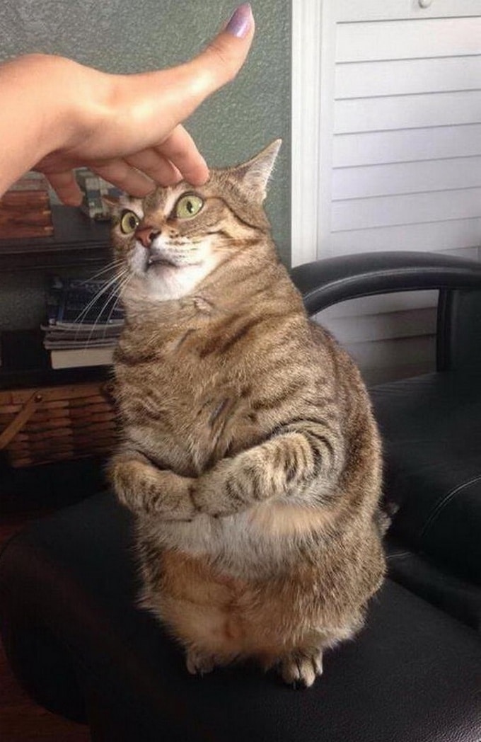 24 fotos legais com animais que parece pessoas com casacos de peles 14