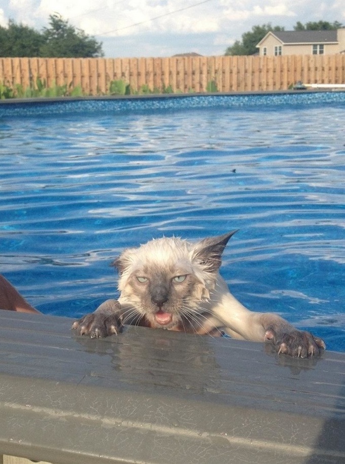 24 fotos legais com animais que parece pessoas com casacos de peles 19