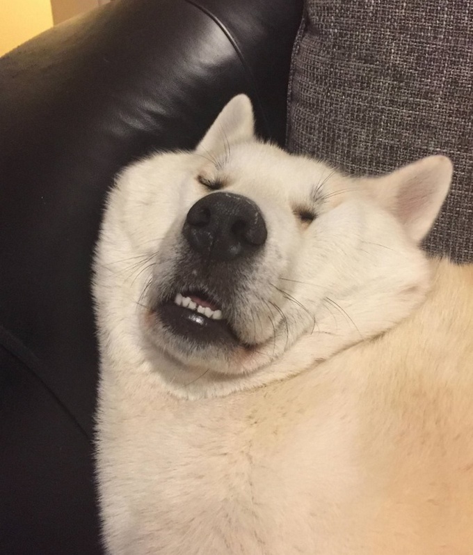 24 fotos legais com animais que parece pessoas com casacos de peles 22