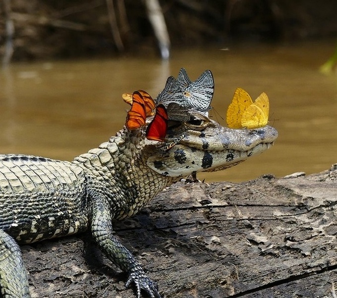 24 fotos legais com animais que parece pessoas com casacos de peles 23
