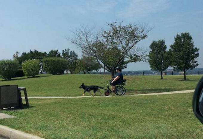 Nunca pode haver muita preguiça! (17 fotos) 2