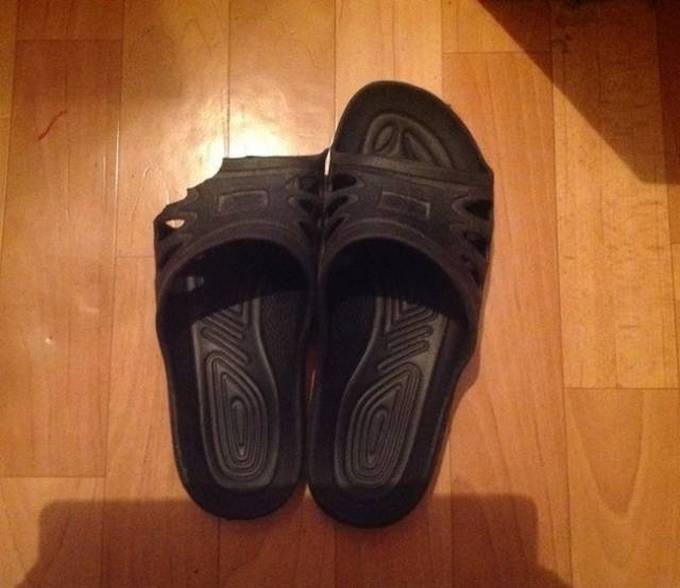 Nunca pode haver muita preguiça! (17 fotos) 8