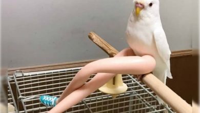 A imaginação faz sua vida mil vezes mais interessante! (17 fotos) 41