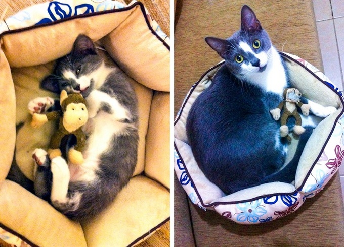 16 animais de estimação que se apaixonaram por um brinquedo 1