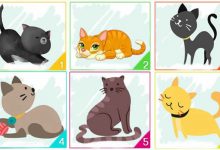 Escolha um gato e descubra informações importantes sobre sua personalidade 7