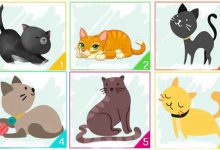 Escolha um gato e descubra informações importantes sobre sua personalidade 13