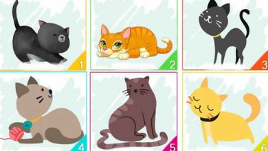 Escolha um gato e descubra informações importantes sobre sua personalidade 4