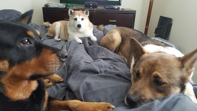 26 exemplos de amor de cachorro incondicional que vai derreter seu coração 1