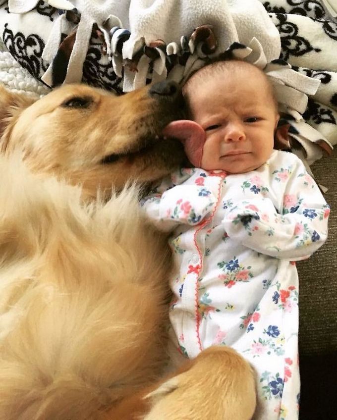 26 exemplos de amor de cachorro incondicional que vai derreter seu coração 5