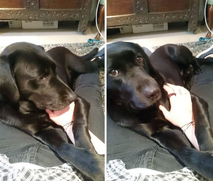 26 exemplos de amor de cachorro incondicional que vai derreter seu coração 9