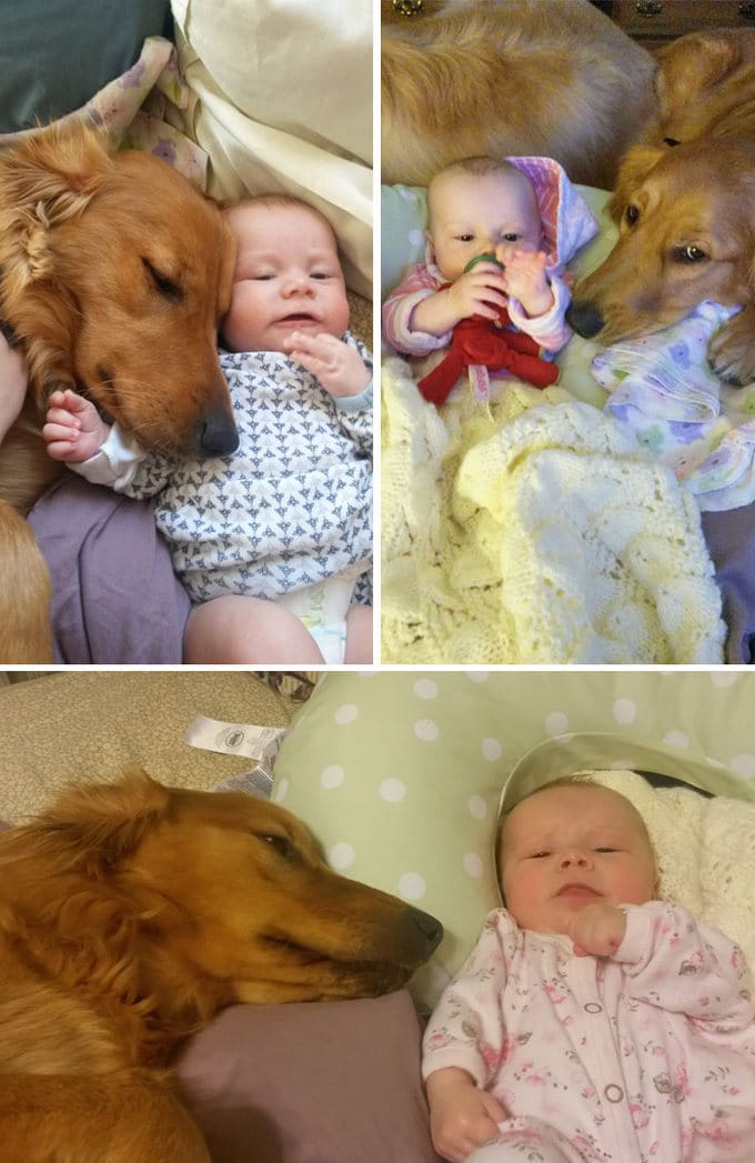 26 exemplos de amor de cachorro incondicional que vai derreter seu coração 10
