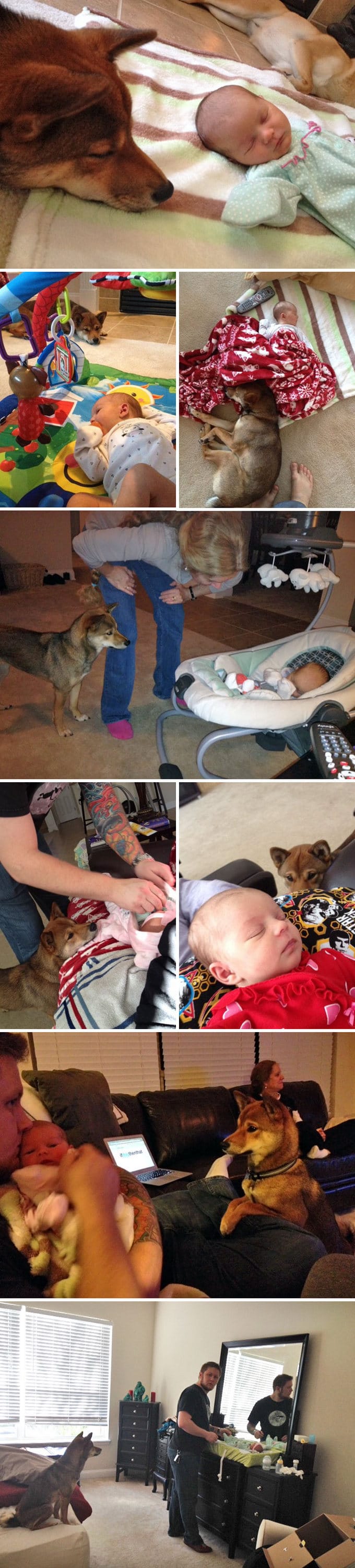 26 exemplos de amor de cachorro incondicional que vai derreter seu coração 11