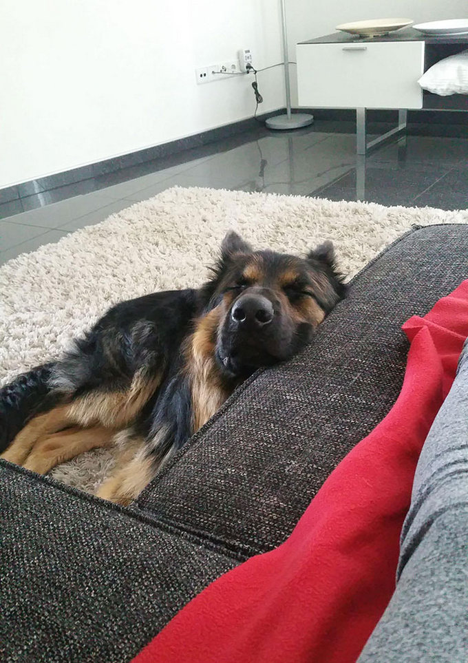 26 exemplos de amor de cachorro incondicional que vai derreter seu coração 14