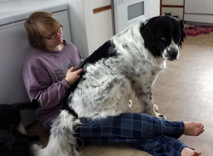 26 exemplos de amor de cachorro incondicional que vai derreter seu coração 15