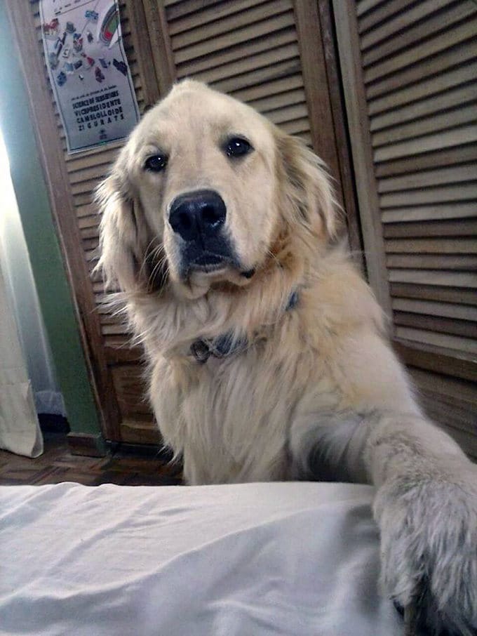 26 exemplos de amor de cachorro incondicional que vai derreter seu coração 18