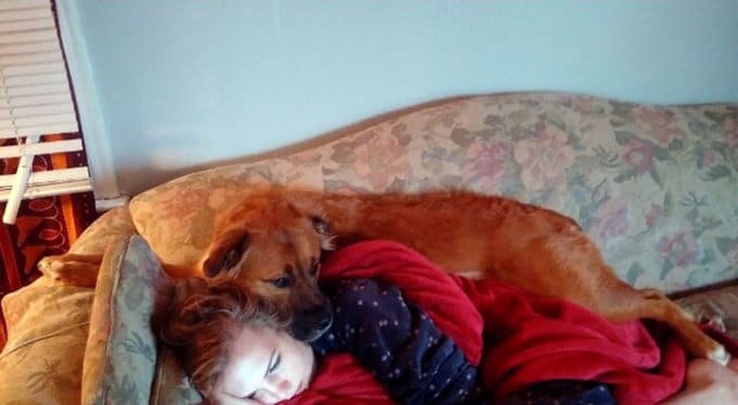 26 exemplos de amor de cachorro incondicional que vai derreter seu coração 20